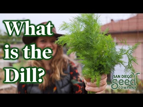 Everything You Ever Wanted to Know About Dill