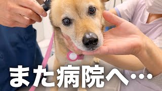 お出かけだと思ったら病院だった時の雑種犬コロちゃんの反応がこちらです。