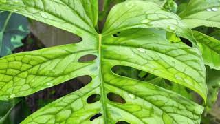 Plant FAQs: Monstera Amydrium Medium