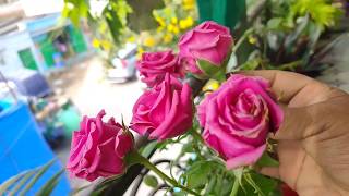 Small Rooftop balcony Harvesting/చిన్న బాల్కనీ ఎన్నిరకాల పూలు,పండ్లు,కూరగాయలు,ఆకుకూరల మొక్కలు