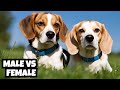 Male Vs Female | Beagle | 10 Differences Between Them