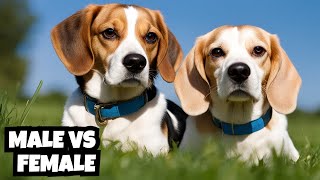 Male Vs Female | Beagle | 10 Differences Between Them 2024