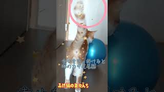 【残像拳子猫】子猫が階段を降りてくる残像拳とカギ尻尾を堪能する動画。　#保護猫 　#funny