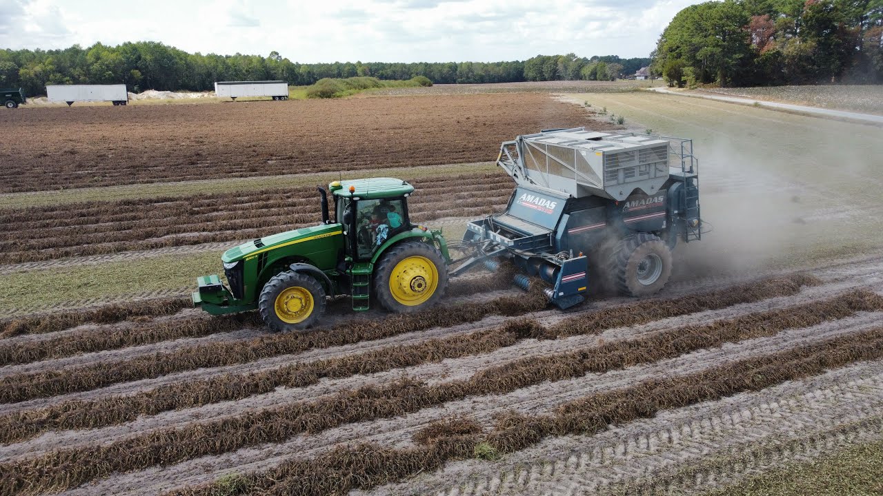 Peanut Harvesting Part 1 Youtube