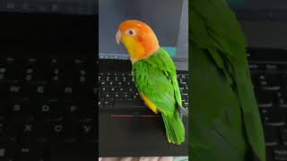 Feathered comedian: Parrot editionSquawking up a storm: Parrot anticsPollywood: Behind the scenes