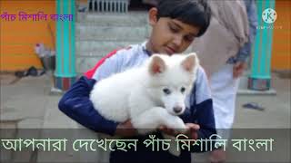 দেশী পল্টু ও বিদেশী লাল্টু#laltu\u0026 Poltu