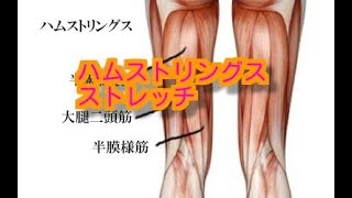 【宇都宮　整体】すずたつ ハムストリングスのストレッチ