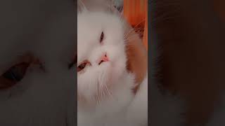doll face cats | beautiful cats#virals#tarindeg#shortsvideo#viralstatas#@fatimashahidoffical