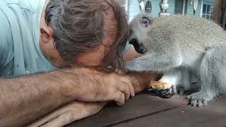 ASMR Monkey Lollipop's Special Valentine's Day Grooming For Dad #asmr #monkeygrooming