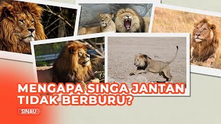 Mengapa Singa Jantan Tidak Berburu