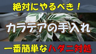 [まず試したい簡単な駆除方法！] 観葉植物の手入れとハダニの対処 [カラテアを剪定します]