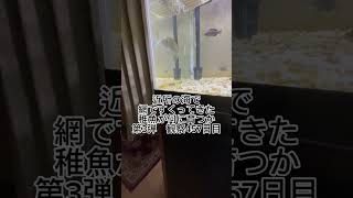 稚魚何に育つか成長記録 第3弾　457日目