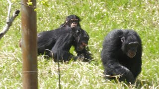 モモコとフブキの大ゲンカ（Momoko and Fubuki's big fight）　多摩動物公園　チンパンジー　202304