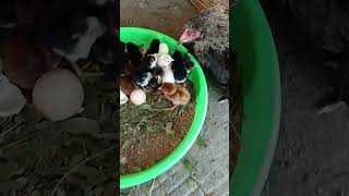 Sri Venkateswara Farms Baby Chicks Peru Cross Chicks And Bhimavaram jathi Chicks