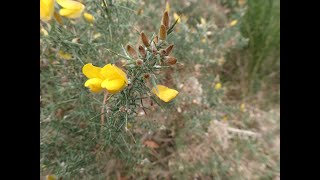 Gorse: Ulex europaeus