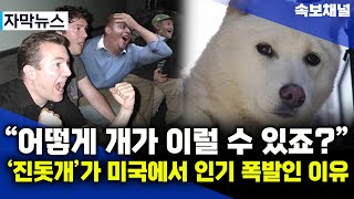 [해외이슈] 미국 입양간 진돗개가 세계적인 명견으로 인정받는 이유... 난리난 미국상황