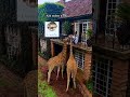 Войди в 1% едем в Кению с нами🦒https skifschool.ru trip kenya2025 1