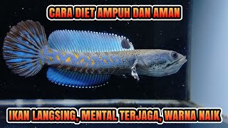 diet aman untuk Channa pulchra