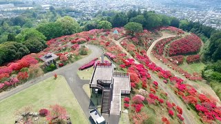 笠間のつつじ　空撮映像