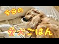 愛犬のごはん作り　ゴールデンレトリバー