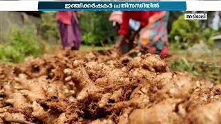 വിലയിടിവിൽ പ്രതിസന്ധിയിലായി ഇഞ്ചി കർഷകർ; വിറ്റഴിക്കാനാകാതെ ടൺകണക്കിന് ഇഞ്ചി