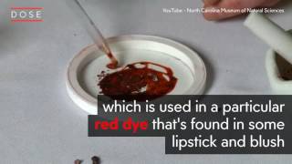 The Weird Ingredients Found In Your Makeup