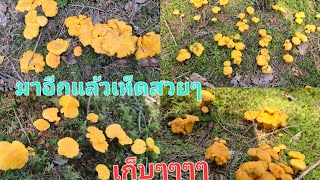 ของแทร่🤣🤣 ป่านี้เห็ดเหลืองล้วนๆค่ะ🍄🍄อยู่กันเป็นกลุ่มใหญ่