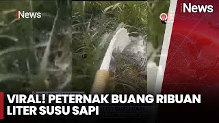 Viral! Peternak Sapi di Jatim Buang Ribuan Liter Susu Imbas Kuota Dibatasi - iNews Siang 09/11