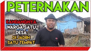 Grebek Peternakan Sapi Di Desa Yang Konsep Super Unik Di Pati Jawa Tengah