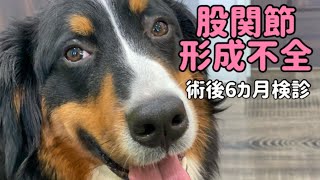 【股関節形成不全】二点骨盤骨切り術　術後6カ月検診　【Bernese Mountain Dog】