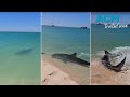 Beachgoer's close encounter with tiger shark in shallow waters