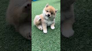 豆柴の子犬ちゃんが可愛すぎる #豆柴 #柴犬 #子犬　#こいぬ　#puppy