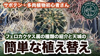 【 サボテン 】フェロカクタス属の種類の紹介と天城の植え替え