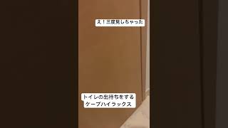 トイレの出待ちをするケープハイラックス