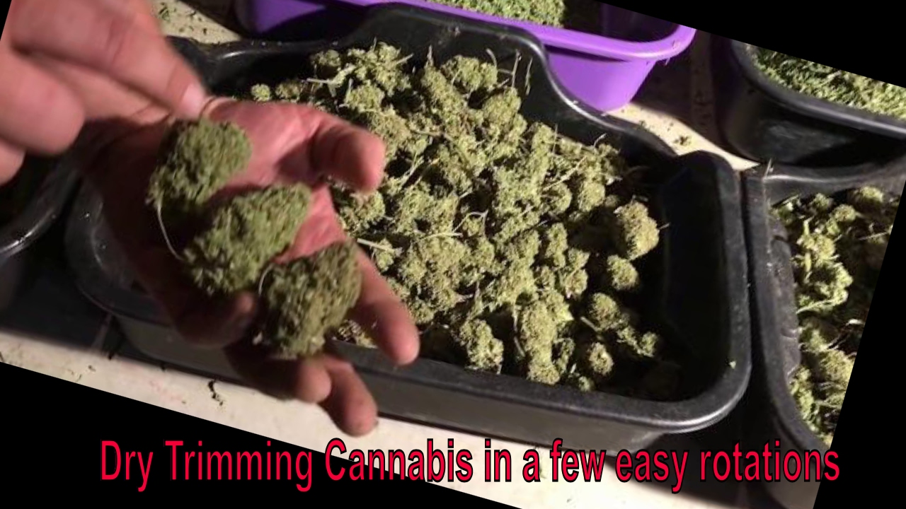 How To Dry Trim Cannabis With The Trimbag In 10, 20, And 30 Rotations ...