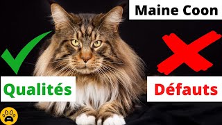 Race de chat Maine Coon 👉 Tout savoir sur ce chat : Qualités et Défauts