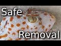 How To Remove A Tokay Gecko From The House (Thailand Dragon) How To Remove A Tokay Gecko From The House (Thailand Dragon)