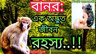 বানর: এক অদ্ভুত জীবন রহস্য।। Some strange life mystery of Monkey।।