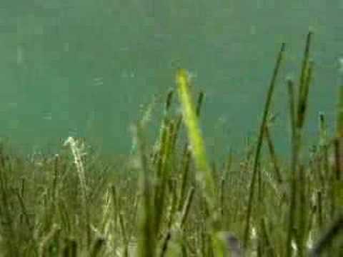 Seagrass Flooring Sydney Grass Flooring