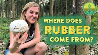 Where does Rubber come from? | Maddie Moate