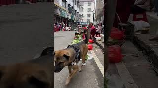 女子买菜想赊账，狗狗不同意