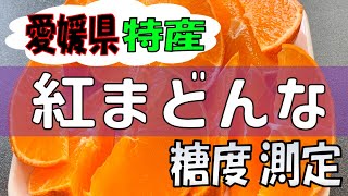 みかん紹介　20240119　愛媛県特産　紅まどんなの糖度測定【紅まどんな】