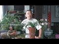 社养兰花 种植兰花，什么时候需要更换植料？如何高效操作？农夫是这样说的