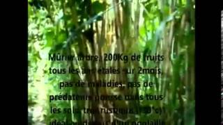 Permaculture forêt comestible - Jardin des Fraternités Ouvrières - Belgique