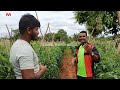 ಹೊಸ ಮಾದರಿಯಲ್ಲಿ ಟೊಮೆಟೊ ಬೆಳೆಯುವ ಸುಲಭ ವಿಧಾನ tomato farming kannada tomato crop tomato sales in kannada