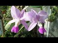 카틀레야 왈케리아나 굴피부작 팁 cattleya walkeriana tipo 화이 난초 이야기