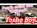 Tosho Boy（トウショウボーイ）, introduce the great horse of Japan