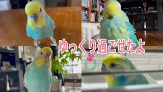 2021.9.14 今日もゆっくり過ごせたよ　【セキセイインコしんちゃんときょきょの暮らし】