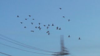 2023/9/11/夕方・群れで飛ぶ鳥達/birds/Setagaya Tokyo Japan /Movie by Ryoichi Sugimura/OM-D E-M1 Mark II