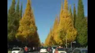 車窓から見た秋の明治神宮外苑銀杏並木道り　　GingkoTrees Avenue in Tokyo